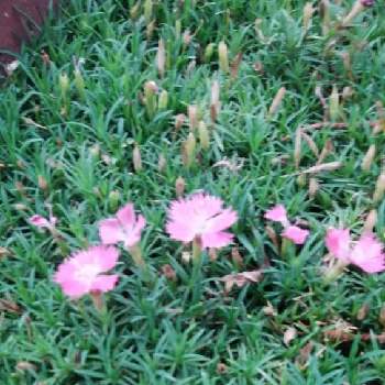 ナデシコ科チェダーピンクの投稿画像一覧 Greensnap グリーンスナップ ナデシコ科チェダーピンクの投稿画像一覧 Greensnap グリーンスナップ