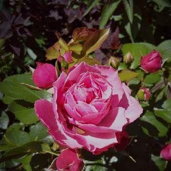 薔薇 レオナルド・ダ・ヴィンチの画像 by 池ちゃんさん | 小さな庭と薔薇 レオナルド・ダ・ヴィンチ