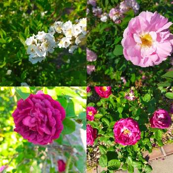 岩見沢市の画像 by cogihimeさん | バラと宿根草の庭とペレニアルガーデンとバラ大好きと岩見沢市と花のある暮らしとローズガーデン