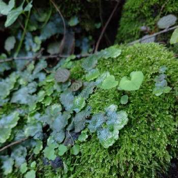 深緑の投稿画像一覧 Greensnap グリーンスナップ