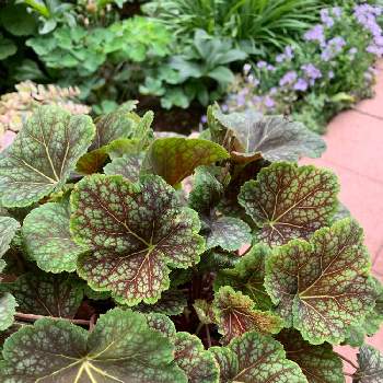 ヒューケラ ドルチェ Proven Winners Pw ガーデニング 園芸 花苗 低木 多肉植物 花 植物