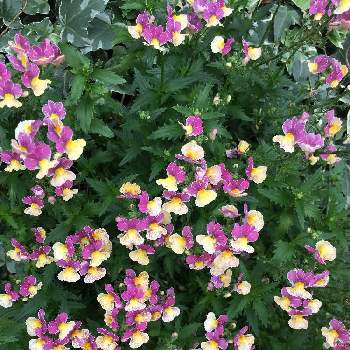 ネメシア チョコバナナの投稿画像一覧 Greensnap グリーンスナップ