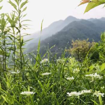 オルレア の投稿画像一覧 Greensnap グリーンスナップ