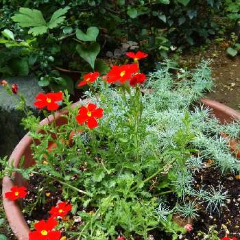 ロータス コットンキャンディの投稿画像一覧 Greensnap グリーンスナップ