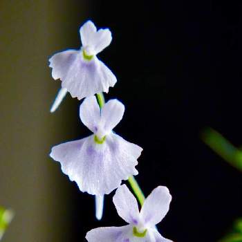 ウサギゴケの投稿画像一覧 Greensnap グリーンスナップ