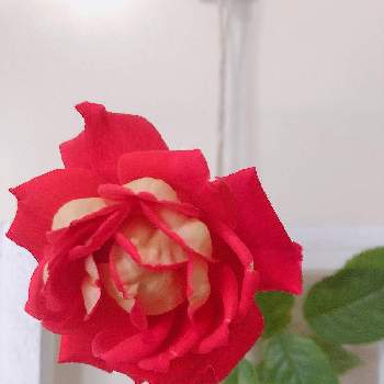 介護の画像 by happy roseさん | インテリアと介護とローズとおうち園芸とRosemiと花のある暮らしと薔薇バラ