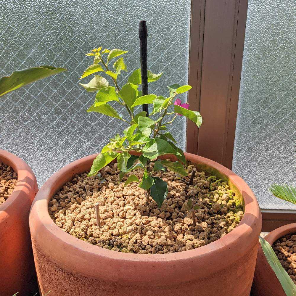 ブーゲンビリア①｜🍀GreenSnap（グリーンスナップ）