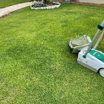 姫高麗芝の投稿画像一覧 Greensnap グリーンスナップ 姫高麗芝の投稿画像一覧 Greensnap グリーンスナップ