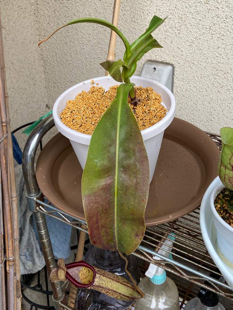 ネペンテス挿し木に挑戦 Greensnap グリーンスナップ