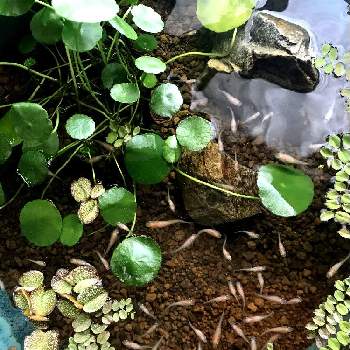 睡蓮鉢のメダカの投稿画像一覧 Greensnap グリーンスナップ