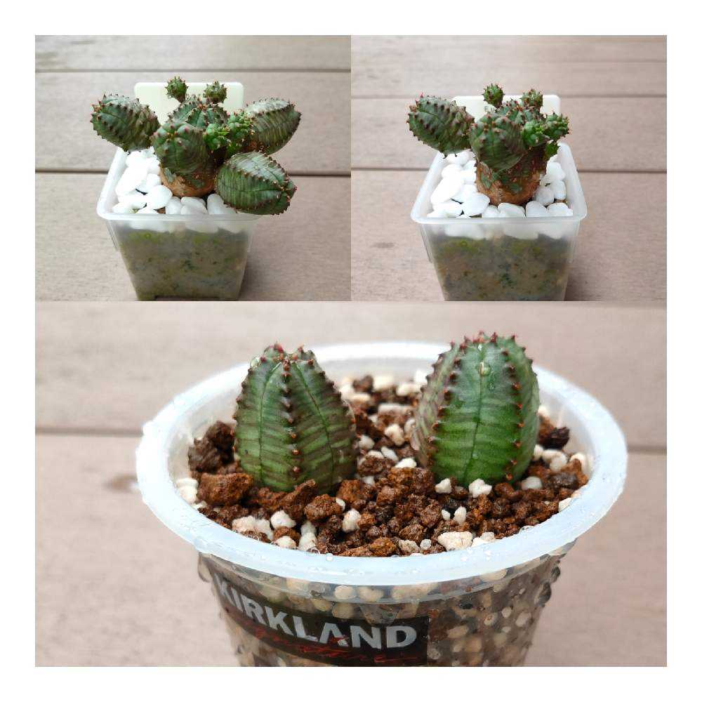 絶賛本体引越し済み]オベサブロウ育成記｜🍀GreenSnap（グリーンスナップ）