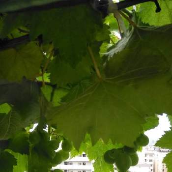 ブドウ科の投稿画像一覧 Greensnap グリーンスナップ