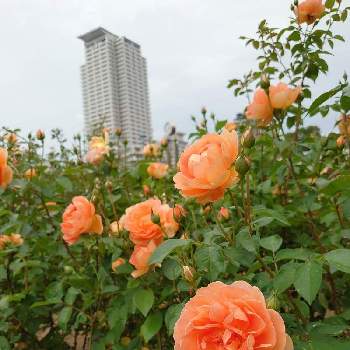 大阪中之島バラ園の画像 by しずくさん | お出かけ先とパットオースチン☆と素敵な薔薇。と大阪中之島バラ園