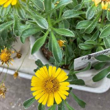 ゴールドコインの投稿画像一覧 Greensnap グリーンスナップ