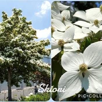 ヤマボウシの投稿画像一覧 Greensnap グリーンスナップ