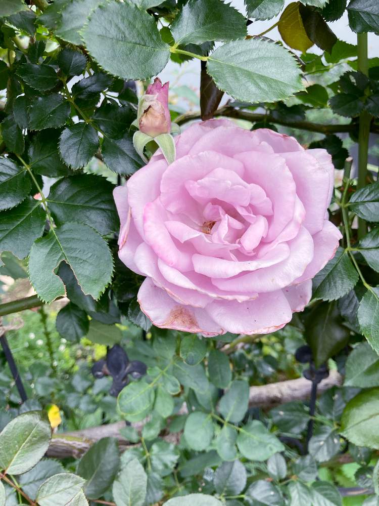 フェンスの画像 by キントキさん | フェンスとバラ　インディゴレッタとバラ 四季咲きとフェンスのバラと南の庭☀️とリラ色のバラ