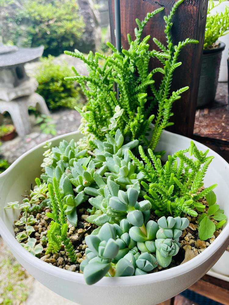 植物のある暮らしの投稿画像 By 多肉村sanさん 多肉のある暮らしと滋賀と多肉女子と滋賀タニラーとたにらーとpwもりもり自慢21とチーム滋賀 21月6月27日 Greensnap グリーンスナップ