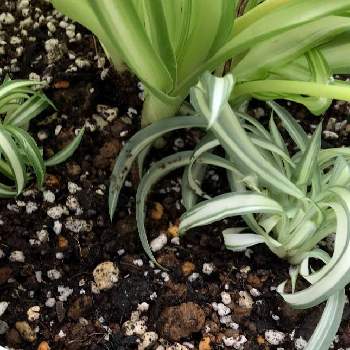 オリヅルランの子株の投稿画像一覧 Greensnap グリーンスナップ