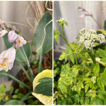 ホスタ ハルシオンの投稿画像一覧 Greensnap グリーンスナップ