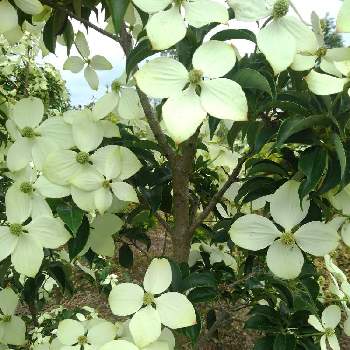 常緑ヤマボウシの投稿画像一覧 Greensnap グリーンスナップ