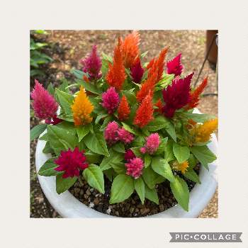 ミニケイトウ の投稿画像一覧 Greensnap グリーンスナップ