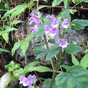 シソバタツナミソウの投稿画像一覧 Greensnap グリーンスナップ