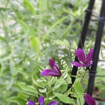 クレマチス アフロディーテエレガフミナの投稿画像一覧 Greensnap グリーンスナップ