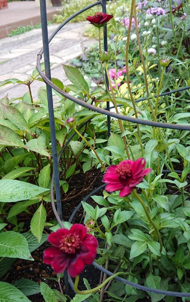 Pwチョコレートコスモス チョカモカの投稿画像 By ママリンさん 地植えとナチュラルガーデン 21月6月27日 Greensnap グリーンスナップ