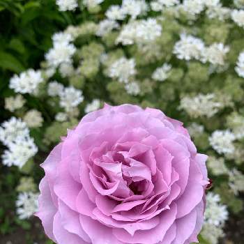 バラ ノヴァーリスの画像 by 玲花さん | バラ ノヴァーリスと紫のバラとばら バラ 薔薇と花畑のバラ