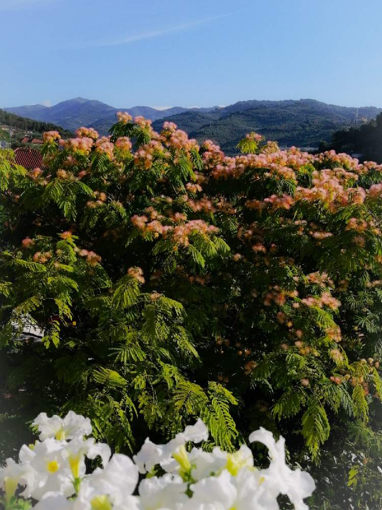 ネムノキの投稿画像 By Yukakoさん ペチュニアとピンクの花と景色とイタリアと風景と花のある暮らしと白い花とチーム海外 21月6月27日 Greensnap グリーンスナップ