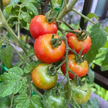プチトマト♡の画像 by 花音さん | 小さな庭とプチトマトと雨の日とプチトマト♡