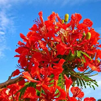 カエンボクの画像 by toshi17さん | お出かけ先とカエンボクとしあわせ色とスマホ撮影と赤い花❤とお写んぽと華やかとGS映えとチーム花が好き♡と癒される♪と爽やか～と元気色と綺麗と鮮やか とNEWチーム横浜とSUMMERとおきなわんと花のある暮らし