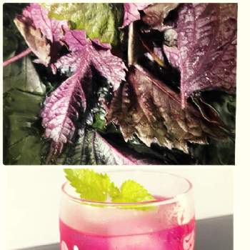 赤紫蘇ジュースの画像 by そらみんさん | キッチンと赤紫蘇と赤紫蘇ジュースとありがとうと綺麗とご近所さんから