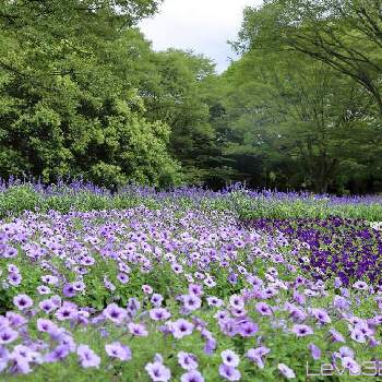 相模原公園の投稿画像一覧 Greensnap グリーンスナップ