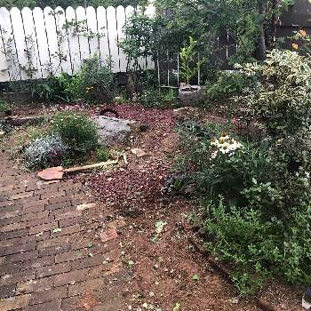 庭仕事日和の投稿画像一覧 Greensnap グリーンスナップ