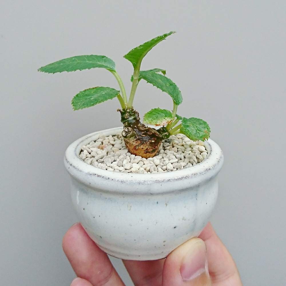 ドルステニア クリスパの投稿画像 By しっぽさん 多肉植物と黒プラ鉢と観葉植物と盆栽鉢とコーデックス と植え替えとおうち園芸と塊根植物と小さな庭と多肉植物と黒プラ鉢と観葉植物と盆栽鉢とコーデックスと植え替えとおうち園芸と塊根植物 21月6月27日 Greensnap