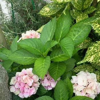 紫陽花 コットンキャンディ の投稿画像一覧 Greensnap グリーンスナップ