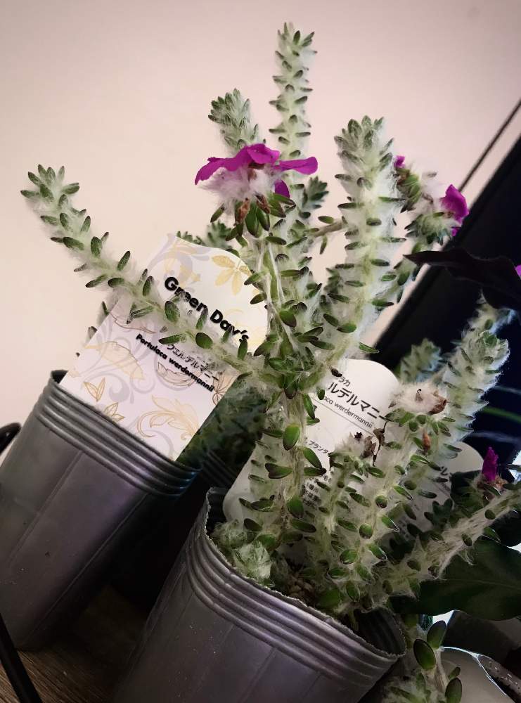 多肉植物いろいろの投稿画像 By 君にバラバラさん ウェルデルマニーと多肉植物とピンクの花と吉祥寺と不思議な植物と花のある暮らしとお散歩とiphone撮影 21月6月27日 Greensnap グリーンスナップ