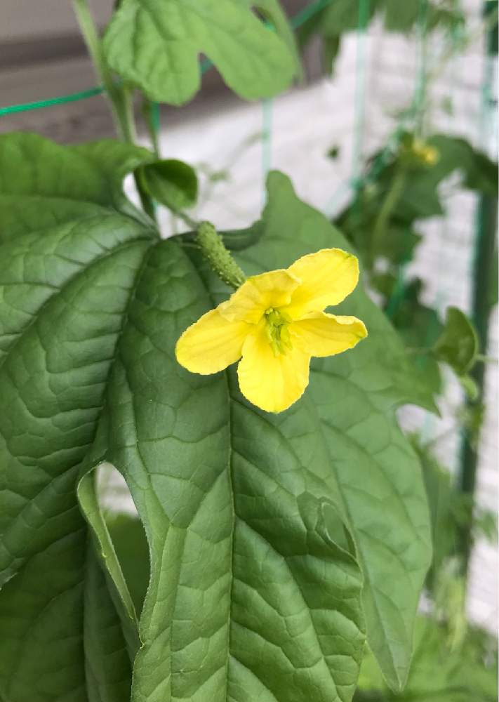 ゴーヤの花の投稿画像 By バジルさん ゴーヤの雌花とゴーヤとゴーヤ 21月6月27日 Greensnap グリーンスナップ