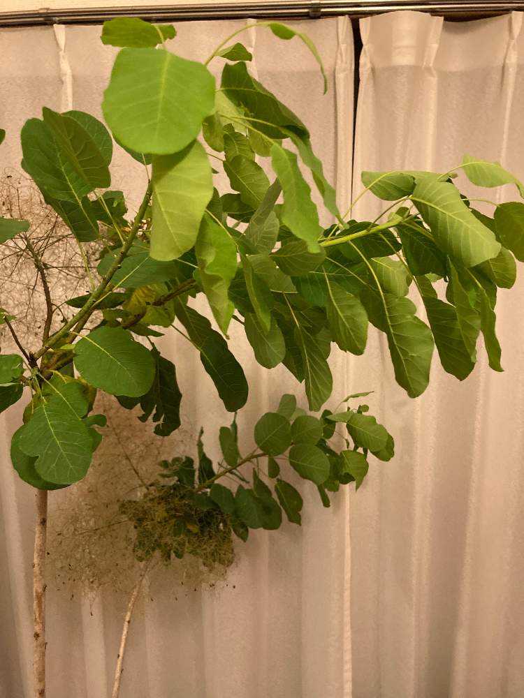 スモークツリーの葉っぱが元気ない？？】｜🍀GreenSnap（グリーン