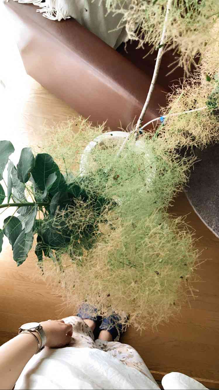 スモークツリーの葉っぱが元気ない？？】｜🍀GreenSnap（グリーン