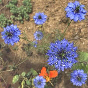 零れ種ニゲラの画像 by かぶとさん | 小さな庭とニゲラと種からと青い花と完全雨晒しと種から育てる！と零れ種ニゲラ