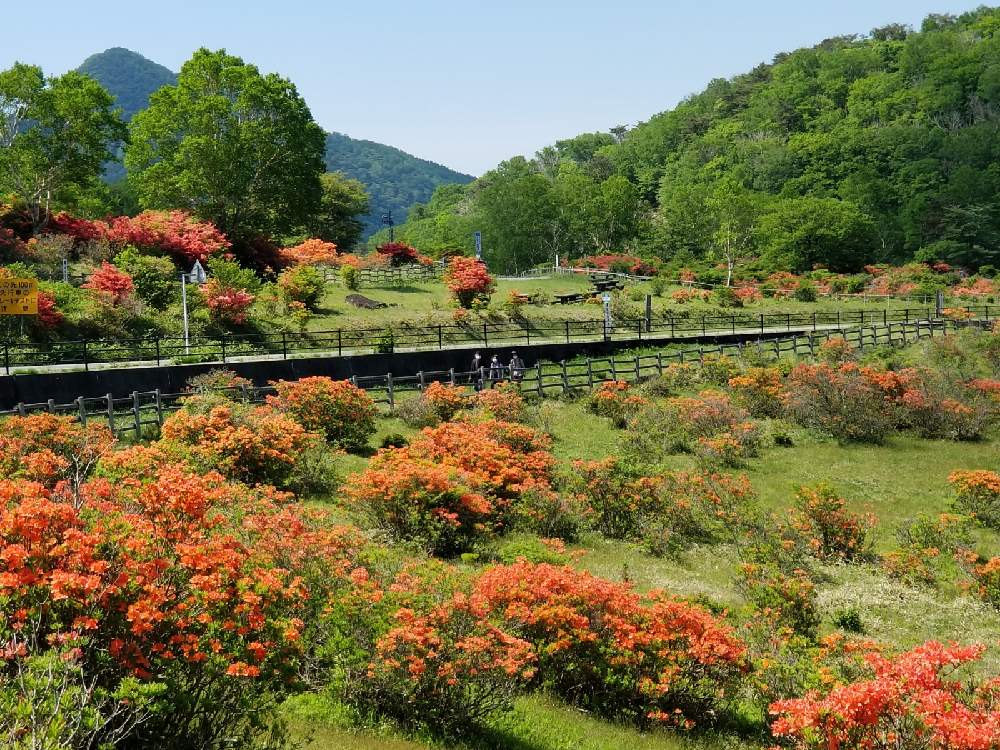 レンゲツツジを見に赤城山へ行って来ました Greensnap グリーンスナップ