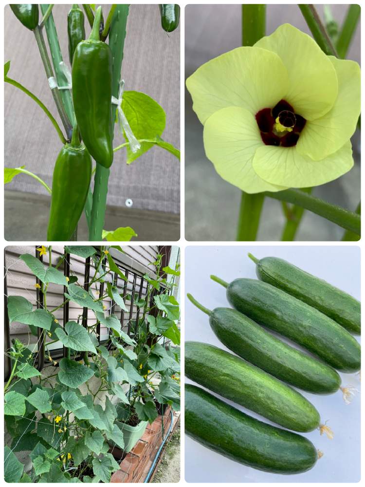 オクラの投稿画像 By もみさん ピー太郎とミニミニ千成ときゅうり栽培と家庭菜園と今日の収穫 とプランター栽培と家庭菜園初心者ときゅうり栽培と家庭菜園 と今日の収穫 とプランター栽培と家庭菜園初心者 21月6月27日 Greensnap グリーンスナップ オクラの投稿画像 By もみさん ピー太郎とミニミニ千成ときゅうり栽培と家庭菜園と今日の収穫 とプランター栽培と家庭菜園初心者ときゅうり栽培と家庭菜園 と今日の収穫 とプランター栽培と家庭菜園初心者 21月6月27日 Greensnap グリーンスナップ