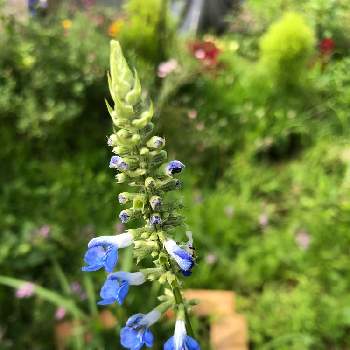 ボッグセージの画像 by オヤシロさん | 小さな庭とボッグセージと青い花と6月と日野春ハーブガーデンと清々しい幸せ