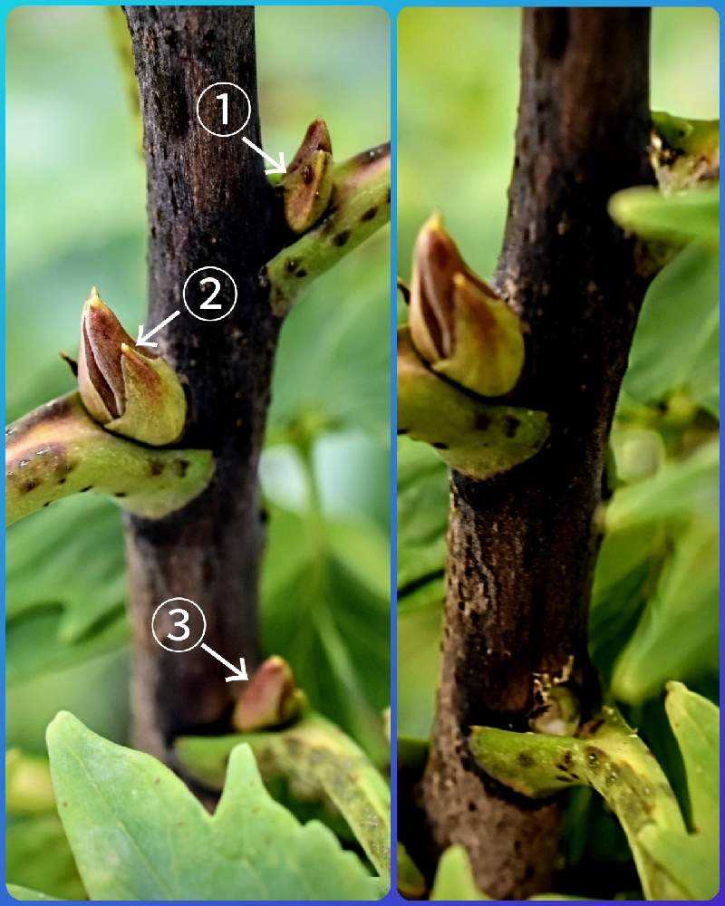 ボタン 牡丹 の腋芽かき Greensnap グリーンスナップ