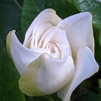 クチナシ✽の画像 by 秋草さん | 広い庭とクチナシと白い花と白・しろ・ホワイトと白い花シリーズ❣️とクチナシ✽