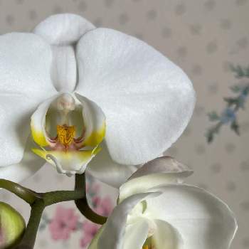 胡蝶蘭❤︎の画像 by rayさん | 部屋と花のある暮らしと胡蝶蘭❤︎