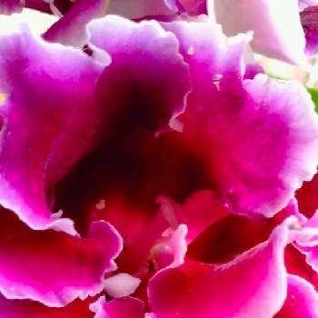 フリフリの花の画像 by moonさん | お出かけ先と グロキシニアと紫の花とフリフリの花