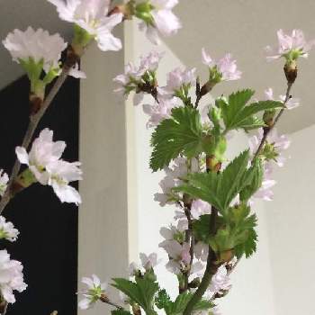 ケツメイシの投稿画像一覧 Greensnap グリーンスナップ